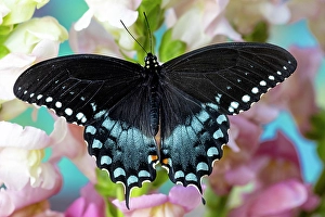 Images Dated 4th September 2024: Spicebush butterfly on flowers of pink snapdragon