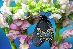 Images Dated 4th September 2024: Spicebush butterfly on flowers of pink snapdragon