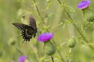 Spicebush swallowtail on Bull thistle