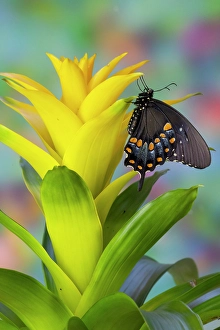 Images Dated 4th September 2024: Spicebush swallowtail butterfly on bromeliad