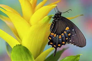 Images Dated 4th September 2024: Spicebush swallowtail butterfly on bromeliad