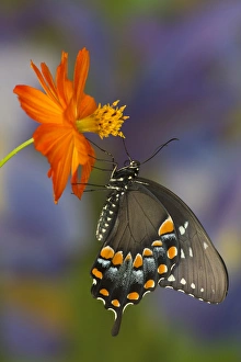 Images Dated 15th July 2013: Spicebush Swallowtail Butterfly, Papilio troilus
