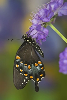 Beauty In Nature Prints: Spicebush Swallowtail Butterfly, Papilio troilus
