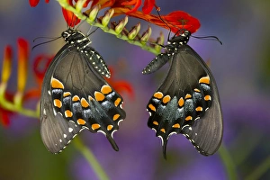 Images Dated 22nd October 2015: Spicebush Swallowtail Butterfly, Papilio troilus