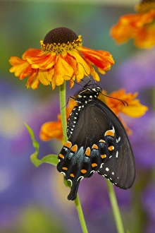 Images Dated 16th July 2013: Spicebush Swallowtail Butterfly, Papilio troilus