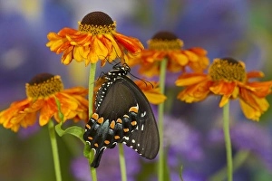 Images Dated 16th July 2013: Spicebush Swallowtail Butterfly, Papilio troilus