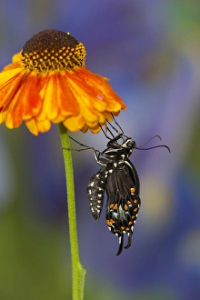 Images Dated 17th July 2013: Spicebush Swallowtail Butterfly, Papilio troilus