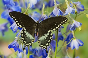 Spicebush Swallowtail Butterfly, Papilio troilus