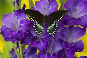 Images Dated 29th November 2014: Spicebush Swallowtail Butterfly, Papilio troilus