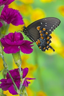 Images Dated 15th January 2006: Spicebush Swallowtail Butterfly, Papilio troilus