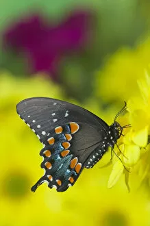 Images Dated 15th January 2006: Spicebush Swallowtail Butterfly, Papilio troilus