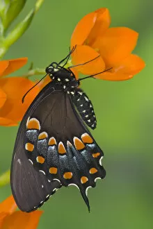 Images Dated 5th May 2005: Spicebush Swallowtail Butterfly, Papilio troilus