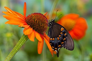 Images Dated 5th August 2009: Spicebush Swallowtail Butterfly, Papilio troilus