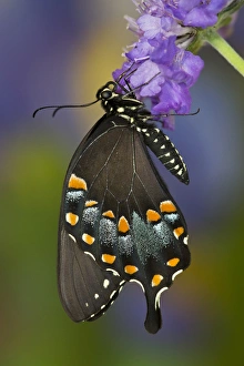 Images Dated 14th July 2013: Spicebush Swallowtail Butterfly, Papilio troilus