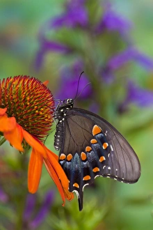 Images Dated 5th August 2009: Spicebush Swallowtail Butterfly, Papilio troilus