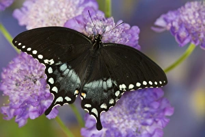 Images Dated 15th July 2013: Spicebush Swallowtail Butterfly, Papilio troilus
