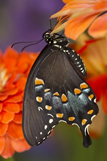 Spicebush Swallowtail Butterfly, Papilio troilus
