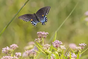 Images Dated 3rd March 2022: Spicebush swallowtail flying to swamp milkweed