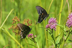 Alighting Prints: Spicebush Swallowtail male and female courtship on Swamp Milkweed