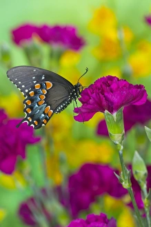 Images Dated 15th January 2006: Spicebush Swallowtail, Papilio troilus