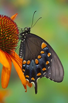 Images Dated 5th August 2009: Spicebush Swallowtail, Papilio troilus
