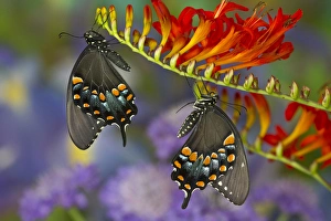 Images Dated 15th July 2013: Spicebush Swallowtail, Papilio troilus