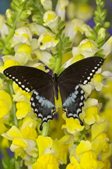 Spicebush Swallowtail, Papilio troilus