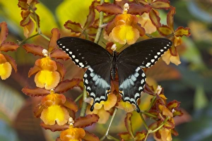 Images Dated 29th November 2014: Spicebush Swallowtail, Papilio troilus