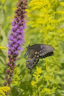 Images Dated 12th March 2021: Spicebush Swallowtail (Papilio troilus) on Blazing Star (Liatris spicata) Marion County