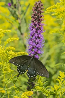 Images Dated 12th March 2021: Spicebush Swallowtail (Papilio troilus) on Blazing Star (Liatris spicata) Marion County