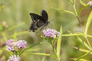 Images Dated 3rd March 2022: Spicebush swallowtail on swamp milkweed
