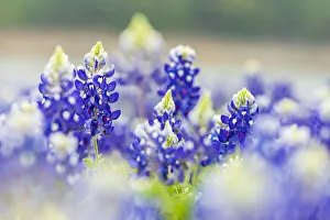 Blue Bonnet Prints: Spicewood, Texas, USA. Bluebonnet wildflowers in the Texas Hill Country