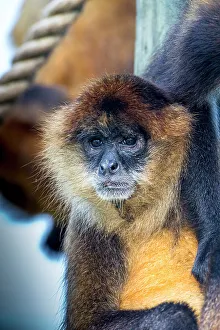 Spider monkey