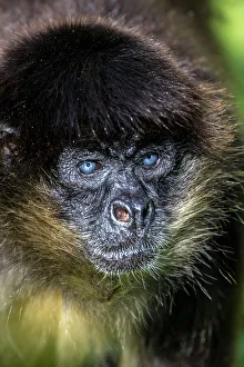 Simia Paniscus Prints: Spider monkey with deep blue eyes