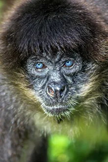 Simia Paniscus Prints: Spider monkey with deep blue eyes