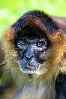 Simia Paniscus Prints: Spider monkey with deep blue eyes