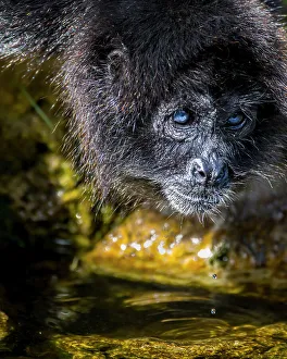 Drinking Prints: Spider monkey with deep blue eyes