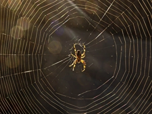 Images Dated 3rd October 2009: Spider in spiderweb -- orbweaver spider, Los Angeles, CA
