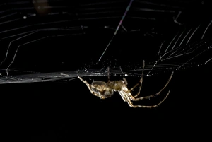 Images Dated 30th July 2007: Spider, Stanley Park, British Columbia