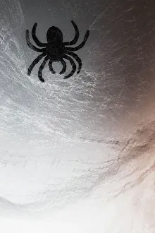 Spider on web