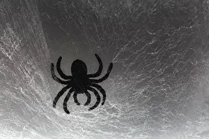 Images Dated 8th November 2022: Spider on web