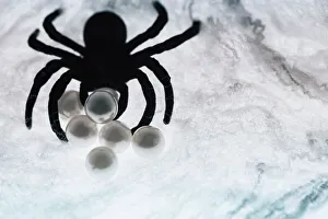 Images Dated 8th November 2022: Spider on web