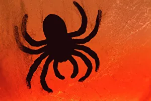 Images Dated 8th November 2022: Spider on web