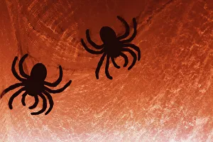 Spider on web