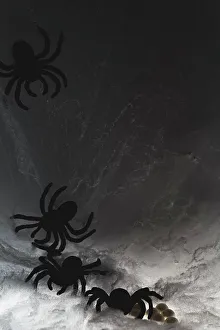 Images Dated 8th November 2022: Spider on web