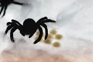 Images Dated 8th November 2022: Spider on web