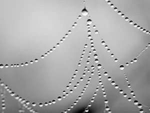 Spider Web, Day Preserve, Illinois