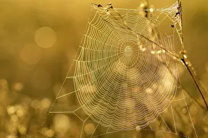 Spider Prints: Spider web, Indiantown, Florida, Everglades drainage