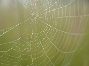 Images Dated 26th June 2009: Spider web, Maine