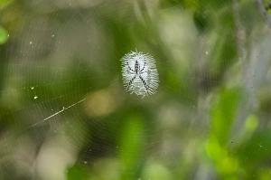 Spider Prints: Spider on a web, USA